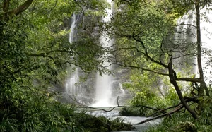 10 Most Breathtaking Ancient Forests Still Standing on Earth - image 5