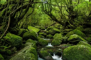 10 Most Breathtaking Ancient Forests Still Standing on Earth - image 7