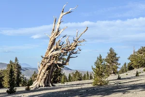 10 Most Breathtaking Ancient Forests Still Standing on Earth - image 2
