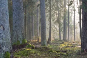 10 Most Breathtaking Ancient Forests Still Standing on Earth - image 3