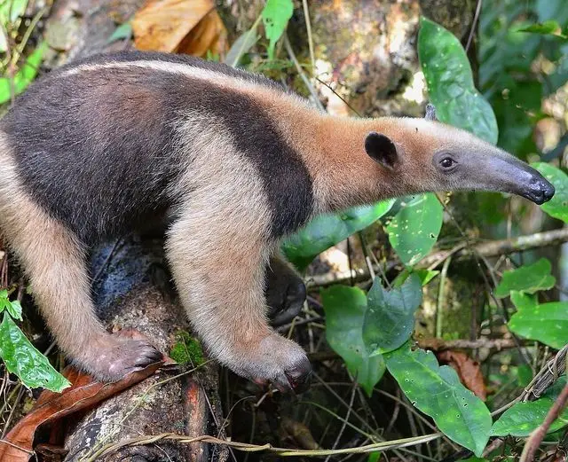 Tamandua: Mysterious 40cm Long-Tongued Anteater of South American Rainforest. Discover its Unique Self-Defense Strategy!