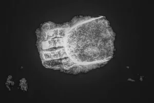 Archeological Discovery: Modern Object Found in Medieval Grave Stuns Experts - image 4