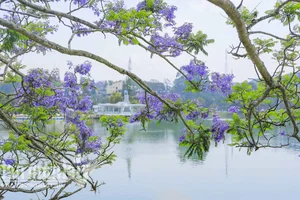 Beautiful Da Lat Wallpapers: Best Full HD Backgrounds for Laptop and PC - image 3