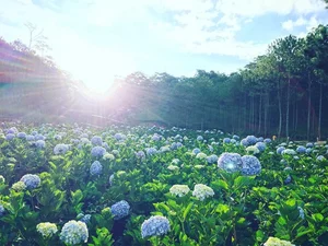 Beautiful Da Lat Wallpapers: Best Full HD Backgrounds for Laptop and PC - image 4