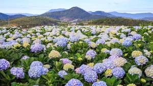 Beautiful Da Lat Wallpapers: Best Full HD Backgrounds for Laptop and PC - image 9