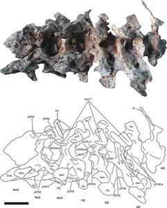 Four Prehistoric Giants Discovered After 90 Million Years - image 3