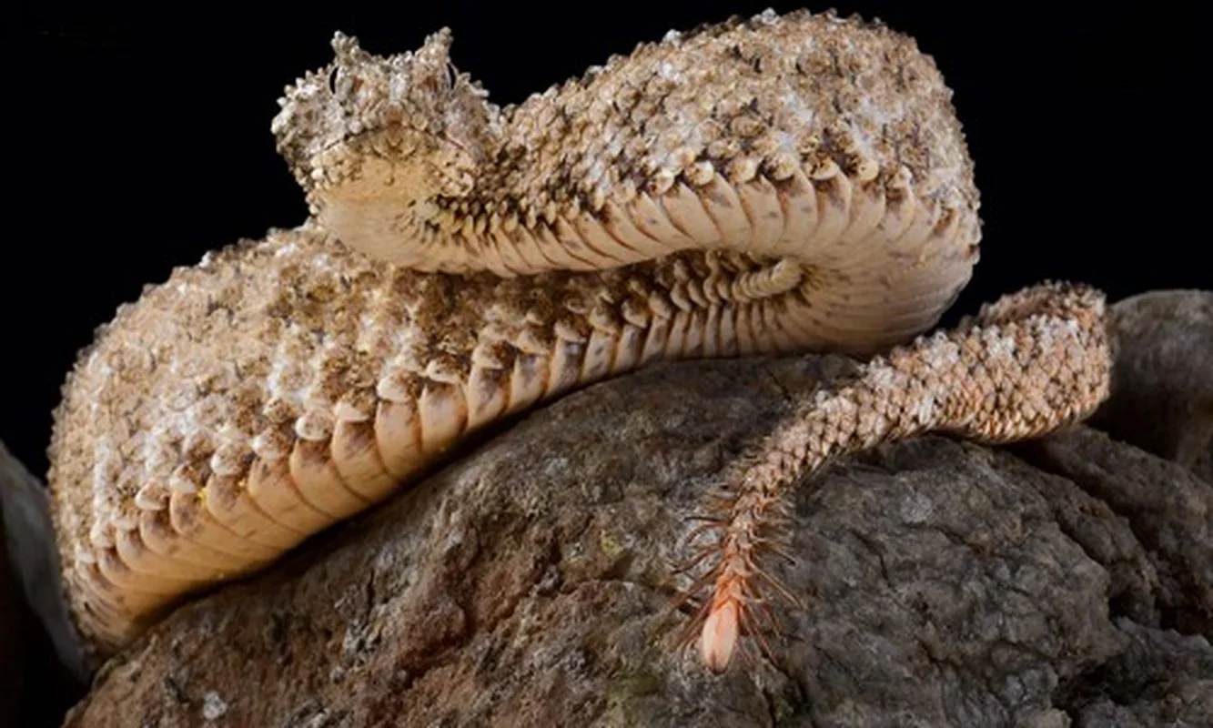The Incredible Spider-Tailed Horned Viper: Nature's Ultimate Deceiver