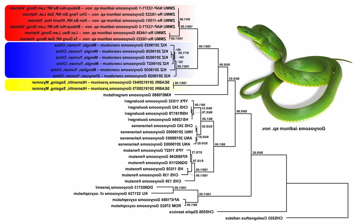 Discovery of the 'Truong Son Green Snake': A Stunning New Arboreal Species