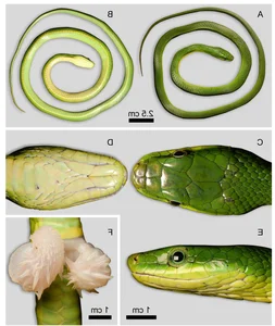 Discovery of the 'Truong Son Green Snake': A Stunning New Arboreal Species - image 1