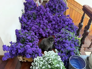 Breathtaking Home Decor: Transforming a Staircase with 150 Bundles of Michaelmas Daisies - image 10
