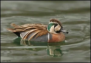 The Mandarin Duck: Nature's Most Beautiful Painted Waterfowl - image 5