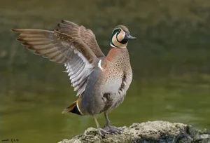 The Mandarin Duck: Nature's Most Beautiful Painted Waterfowl - image 1