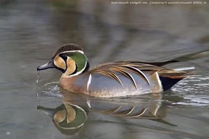 The Mandarin Duck: Nature's Most Beautiful Painted Waterfowl - image 4