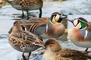 The Mandarin Duck: Nature's Most Beautiful Painted Waterfowl - image 3