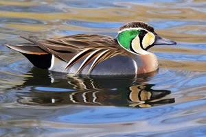 The Mandarin Duck: Nature's Most Beautiful Painted Waterfowl - image 6