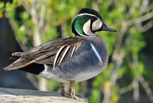 The Mandarin Duck: Nature's Most Beautiful Painted Waterfowl - image 2