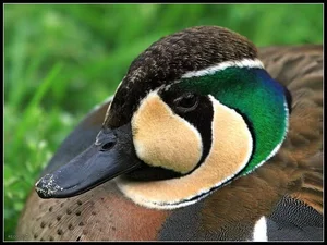 The Mandarin Duck: Nature's Most Beautiful Painted Waterfowl - image 0