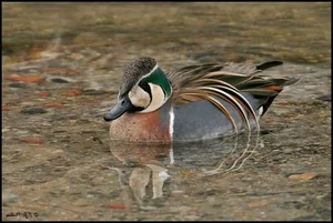 The Mandarin Duck: Nature's Most Beautiful Painted Waterfowl - image 8