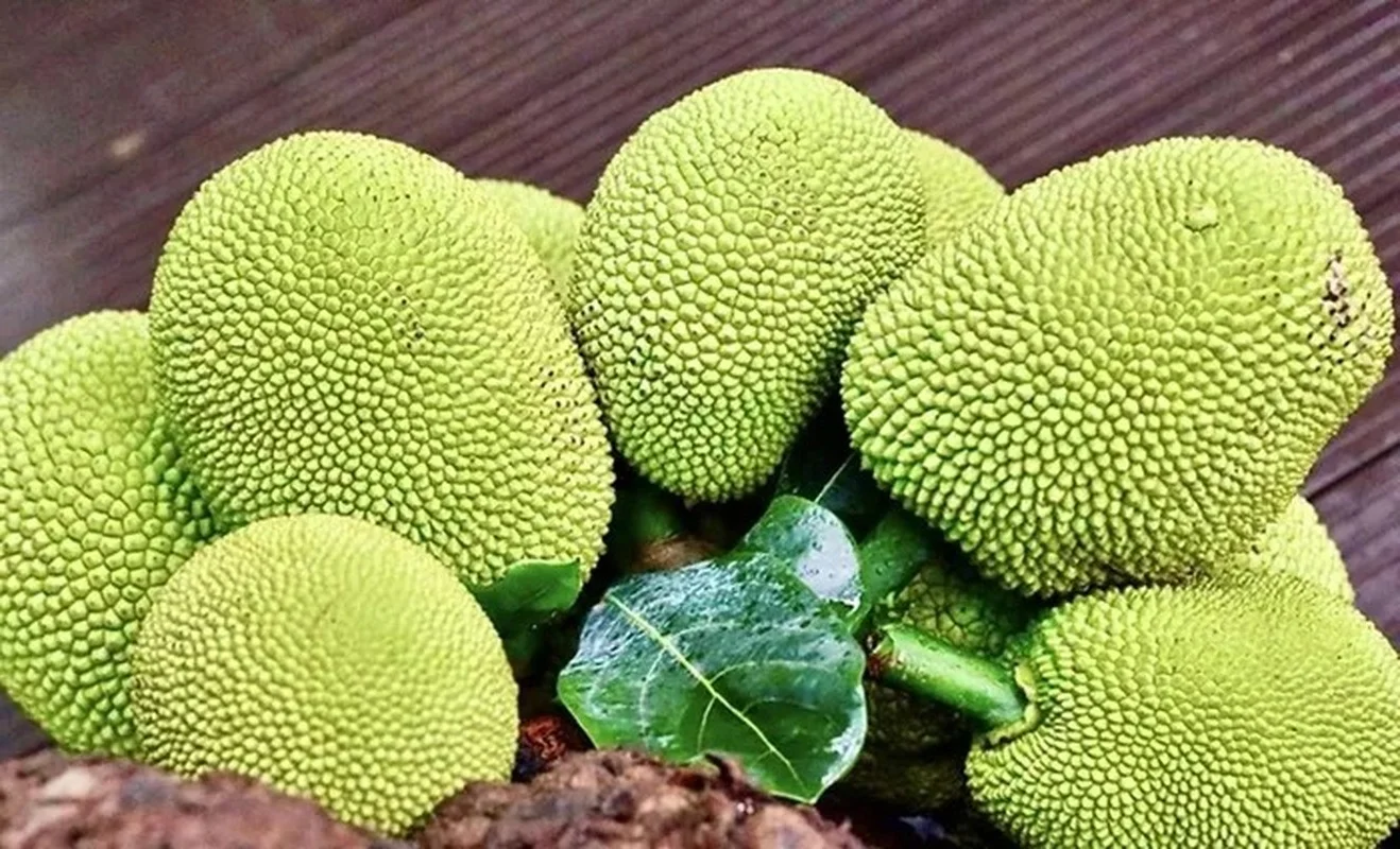 Bizarre Jackfruit Tree Growing Through Cafe Shop Bears Abundant Fruits