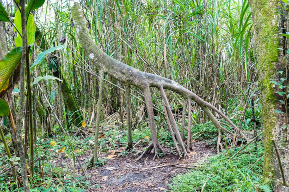 The Mystery of the Walking Palm Tree: Nature's Moving Wonder