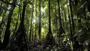 The Mystery of the Walking Palm Tree: Nature's Moving Wonder - image 3