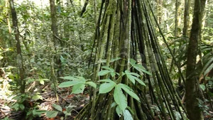 The Mystery of the Walking Palm Tree: Nature's Moving Wonder - image 5