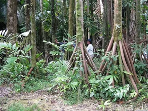 The Mystery of the Walking Palm Tree: Nature's Moving Wonder - image 6