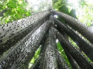 The Mystery of the Walking Palm Tree: Nature's Moving Wonder - image 2