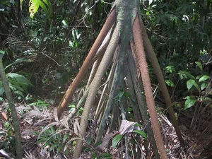 The Mystery of the Walking Palm Tree: Nature's Moving Wonder - image 1