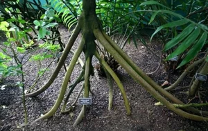 The Mystery of the Walking Palm Tree: Nature's Moving Wonder - image 4