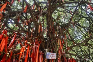 Discover Ho Chi Minh City's Century-Old Wishing Tree Attracting Thousands of Tet Visitors - image 8