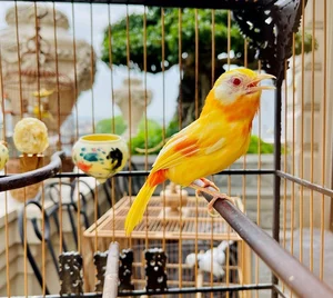 Tổ Chim 'Đột Biến' Giá Nửa Tỷ: Đẳng Cấp Chơi Chim Của Đại Gia Hà Thành - image 8