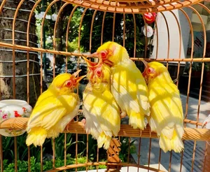 Tổ Chim 'Đột Biến' Giá Nửa Tỷ: Đẳng Cấp Chơi Chim Của Đại Gia Hà Thành - image 1