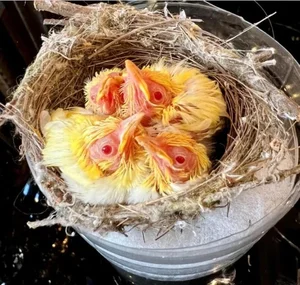 Tổ Chim 'Đột Biến' Giá Nửa Tỷ: Đẳng Cấp Chơi Chim Của Đại Gia Hà Thành - image 3