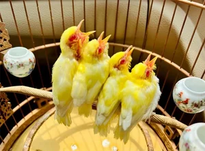 Tổ Chim 'Đột Biến' Giá Nửa Tỷ: Đẳng Cấp Chơi Chim Của Đại Gia Hà Thành - image 5