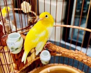 Tổ Chim 'Đột Biến' Giá Nửa Tỷ: Đẳng Cấp Chơi Chim Của Đại Gia Hà Thành - image 4