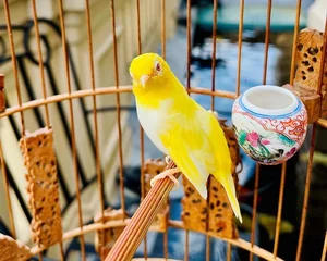 Tổ Chim 'Đột Biến' Giá Nửa Tỷ: Đẳng Cấp Chơi Chim Của Đại Gia Hà Thành - image 7