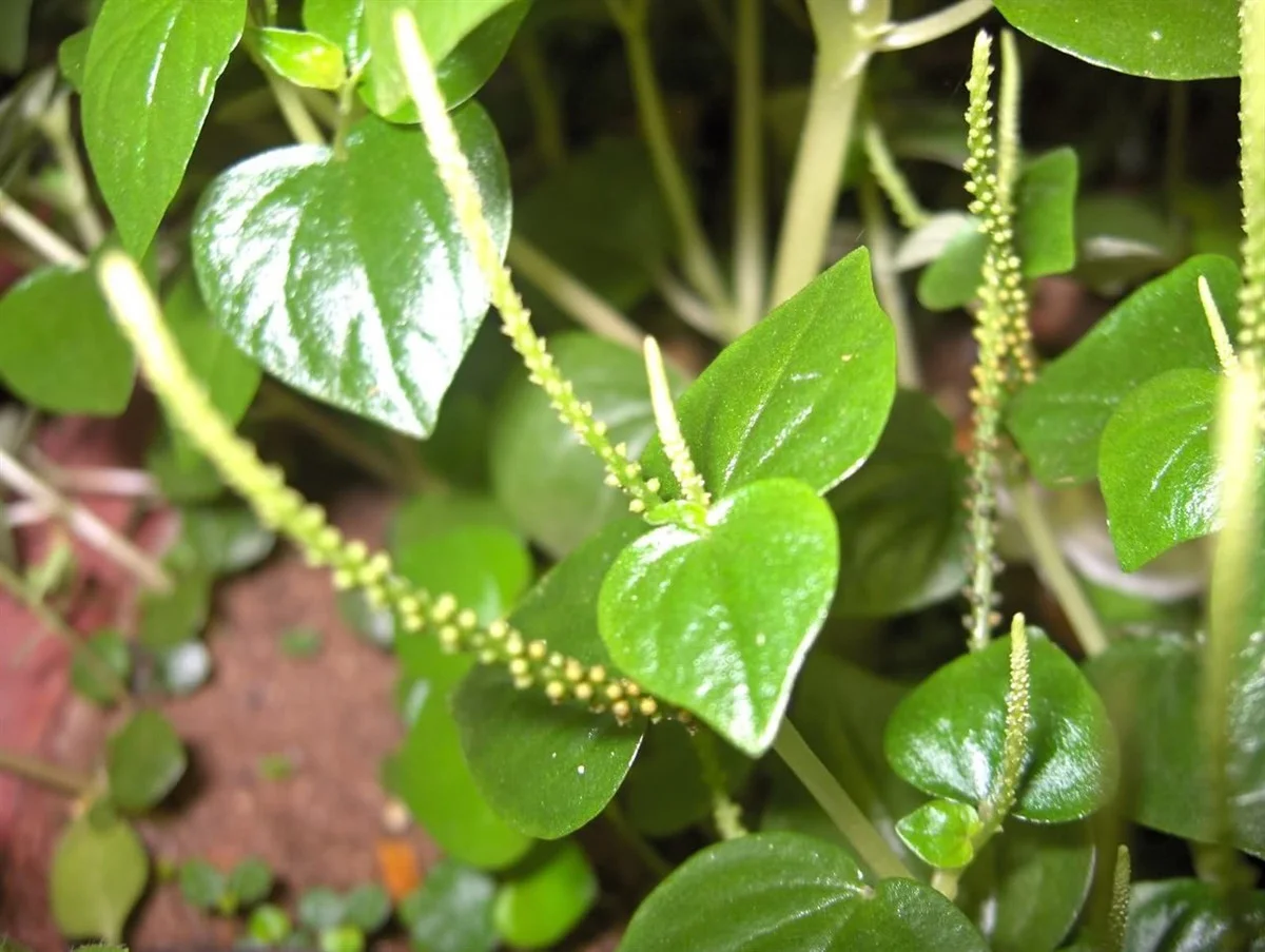 Wild Vegetables Turn Into Expensive Urban Culinary Specialties