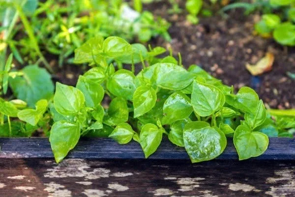 Wild Vegetables Turn Into Expensive Urban Culinary Specialties