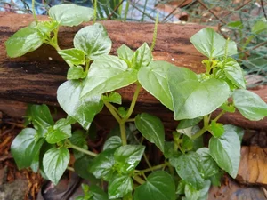 Wild Vegetables Turn Into Expensive Urban Culinary Specialties - image 5