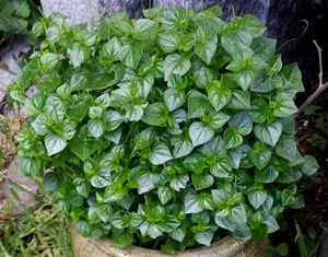 Wild Vegetables Turn Into Expensive Urban Culinary Specialties - image 7