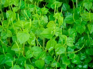 Wild Vegetables Turn Into Expensive Urban Culinary Specialties - image 2
