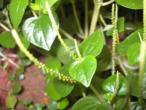 Wild Vegetables Turn Into Expensive Urban Culinary Specialties - image 0