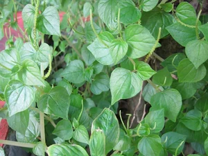 Wild Vegetables Turn Into Expensive Urban Culinary Specialties - image 3