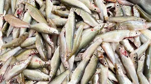 A Tale of Two Ho Van Cuongs: Comparing the Cuisine of Dong Thap and Nghe An - image 2