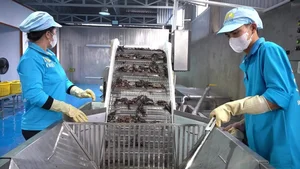 Modernizing Tradition: Inside the Most Advanced 'Ba Khia' Factory in the Mekong Delta - image 8