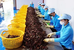Modernizing Tradition: Inside the Most Advanced 'Ba Khia' Factory in the Mekong Delta - image 9