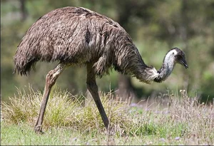 Incredible Wildlife: Discovering Animals That Thrive in the World's Most Extreme Environments - image 1