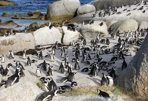 Incredible Wildlife: Discovering Animals That Thrive in the World's Most Extreme Environments - image 4