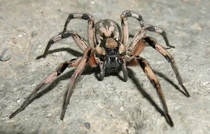 Incredible Wildlife: Discovering Animals That Thrive in the World's Most Extreme Environments - image 2